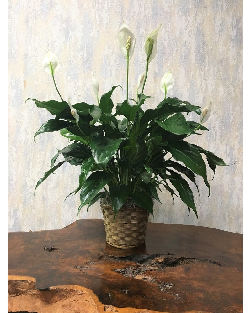 snake plant at home depot Snake Plant Black Coral