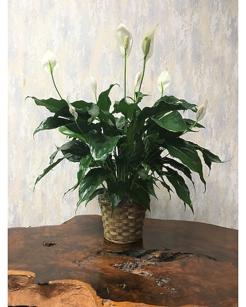 Peace Lily 6-inch Pot Size in Wyoming MI - Wyoming Stuyvesant Floral