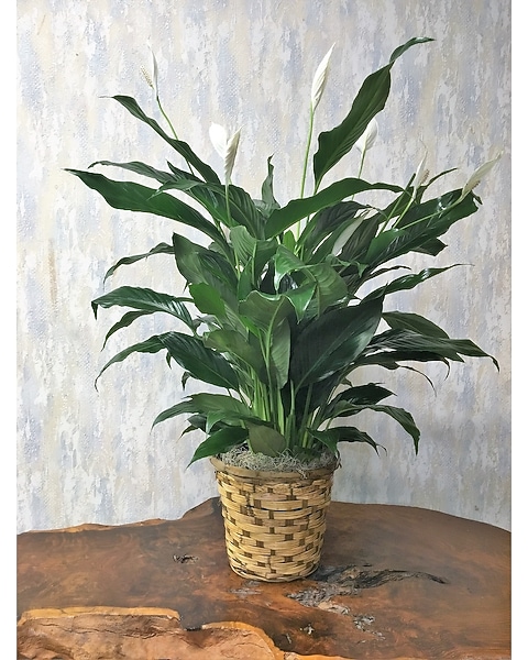 philodendron wend imbe variegated Philodendron Wend Imbe Variegated main image 1
