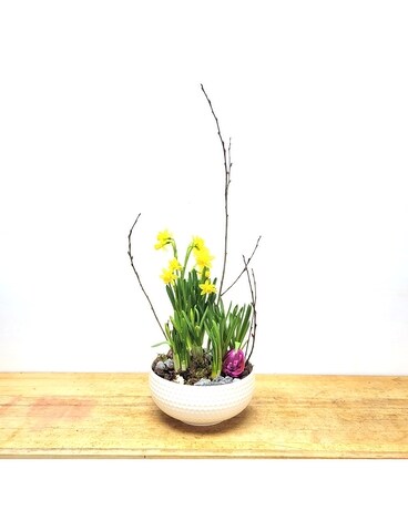 Spring Has Sprung Mixed Bulbs Plant