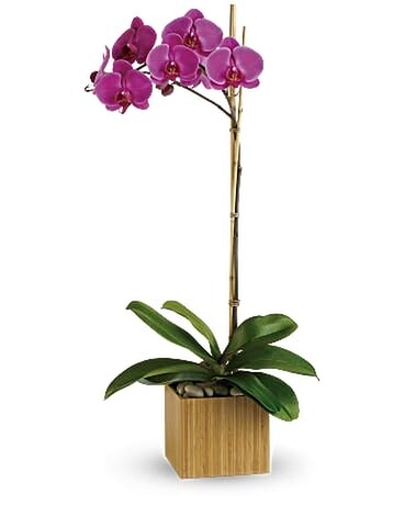 Graceful Phalaenopsis Orchid Plant ~ Easy Care Plant