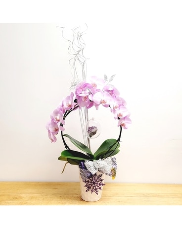 Circle of Joy Phalaenopsis Orchid Plant ~Easy Care Plant