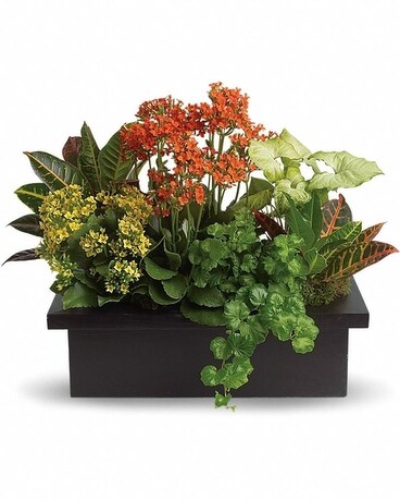 Secret Garden Tropical Planter Plant