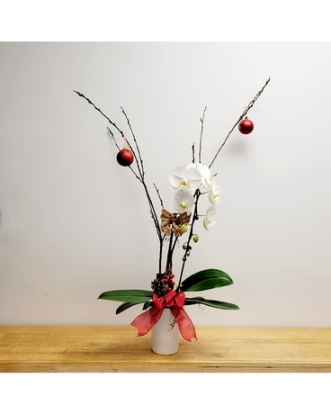 Tears of Joy Phalaenopsis Orchid Plant~Easy Care Plant