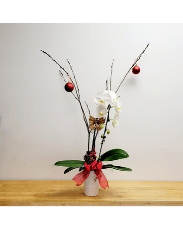 Tears of Joy Phalaenopsis Orchid Plant~Easy Care Plant
