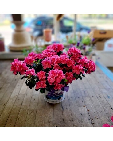 Amazing Azalea Potted Plant Plant