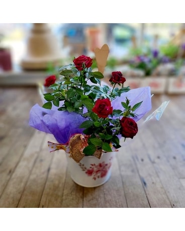 6" Pot size, 18 inches height and 23 inches wide.