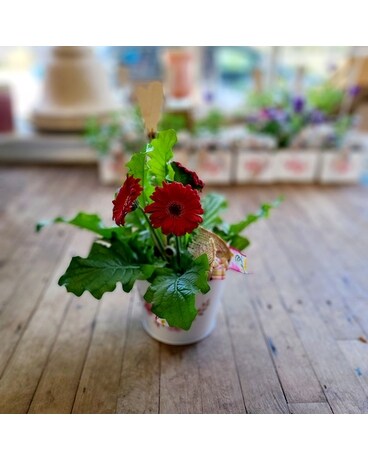 Gorgeous Gerbera Potted Plant Plant