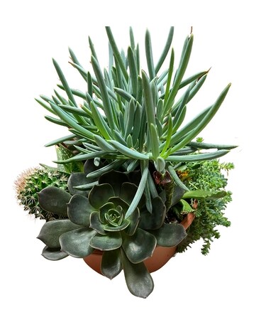 Anne's Succulent Planter Plant