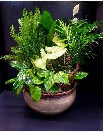 Ceramic Dish Garden-Large Plant