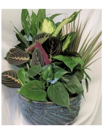 Ceramic Dish Garden-Small Plant