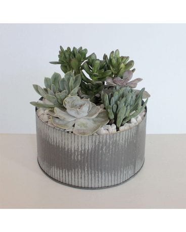 Succulent Tin Garden Plant