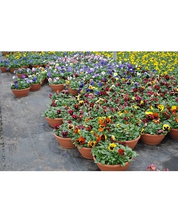 Pansy Bowl Plant