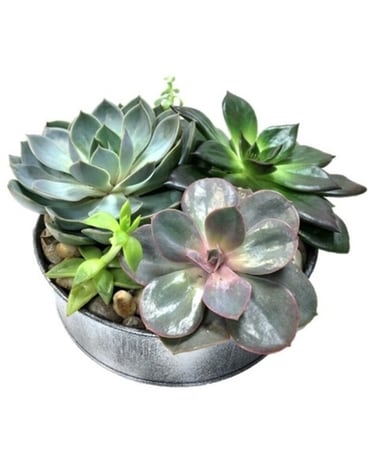 Succulent In Low Tin Plant
