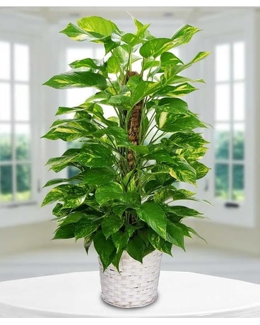 Pothos pole philodendron Plant