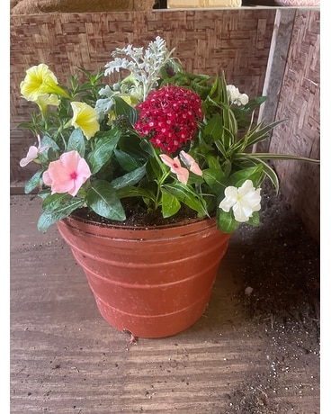 2-gallon Memorial Garden Plant