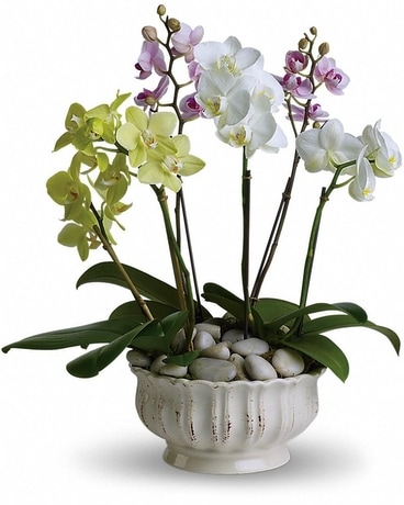 Orchid Orchard in Salt Lake City UT - Especially For You