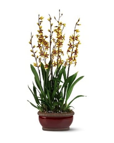 Wild Orchids Flower Arrangement