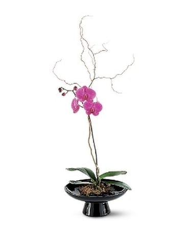 Standard Orchid in Large Bowl Flower Arrangement