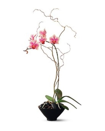 Miniature Lavender Orchid in Small Bowl Flower Arrangement