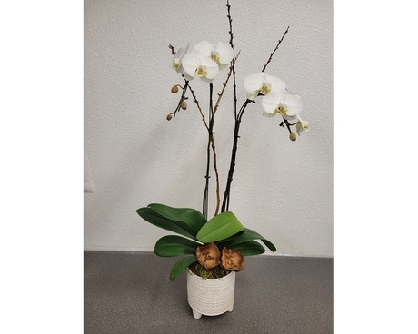 White Double Stem Orchid Plant Flower Arrangement