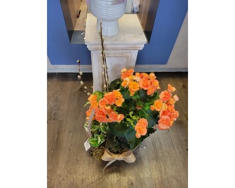 Begonia Planter basket Flower Arrangement