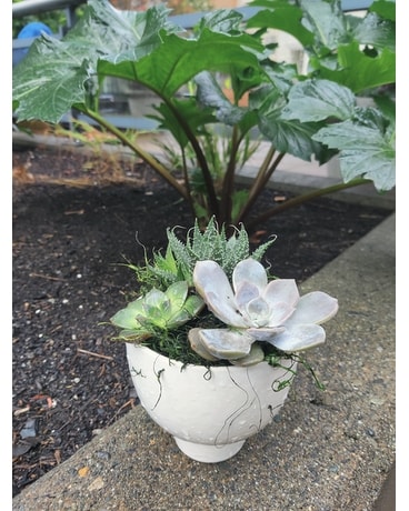 Mini Succulent arrangement Plant