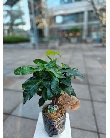 Plants Delivery Bellevue WA - Lawrence The Florist