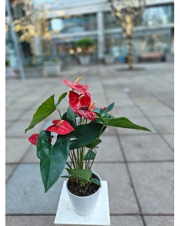 Plants Delivery Bellevue WA - Lawrence The Florist