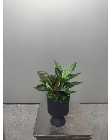 Philodendron Birkin Plant Plant