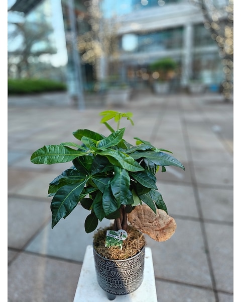 Money Tree in Bellevue WA - Lawrence The Florist