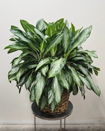 Aglaonema Plant