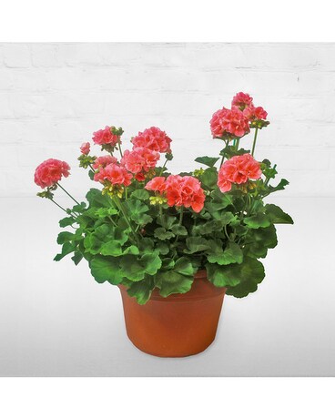 Plants Delivery Chicago Il La Salle Flowers Geranium