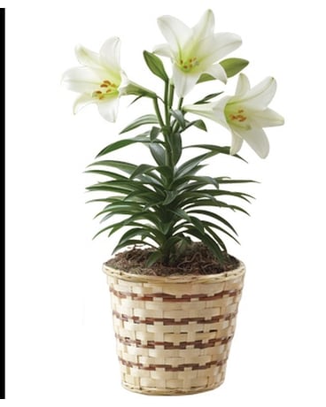 Plants Delivery Chicago Il La Salle Flowers Easter Lily