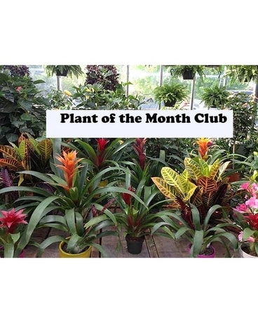 Plant of the Month Club Plant