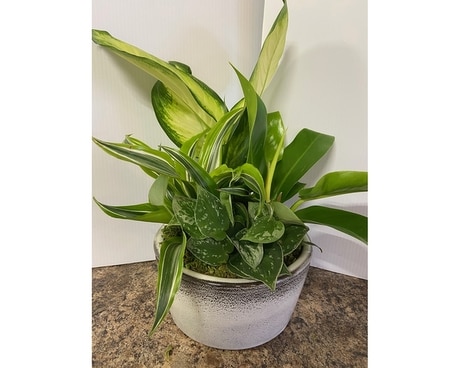 Small 8 inch Dish Garden Dish Garden Plant