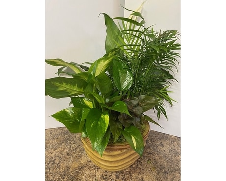 Medium 10 inch Dish Garden Dish Garden Plant