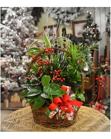 Christmas Dish Garden in Utica NY - Chester's Flower Shop And Greenhouses