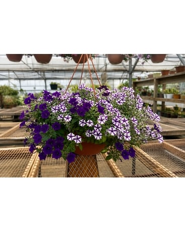 Plants Delivery Utica NY - Chester's Flower Shop And Greenhouses