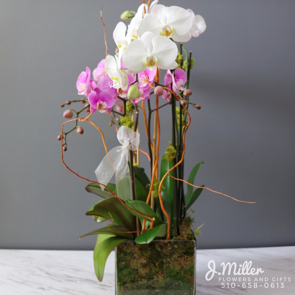 Orchid Wish in Oakland CA - J. Miller Flowers and Gifts