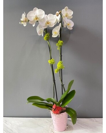 Double Phalaenopsis Orchid Flower Arrangement