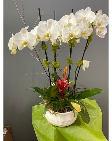 Phalaenopsis with Bromeliads Flower Arrangement