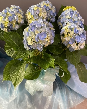 Fabulous and Full Sky Blue Hydrangea Plant