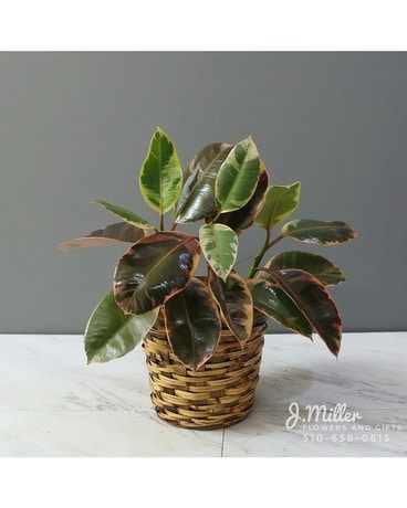 Green Plant in Basket Flower Arrangement