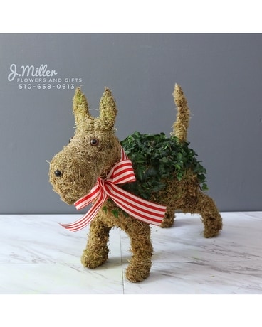 Woof Woof (The Ivy Scottie) Flower Arrangement