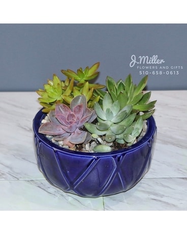 Succulent Bowl in Ceramic Round Container Flower Arrangement