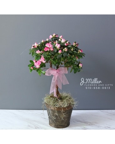 Stunning Azalea Braided Tree Flower Arrangement