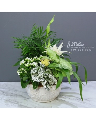 Modern Dish Garden Flower Arrangement
