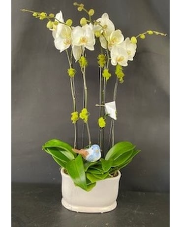 Fabulous Orchids Flower Arrangement