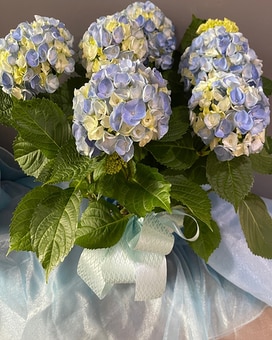 Fabulous and Full Sky Blue Hydrangea Plant Flower Arrangement